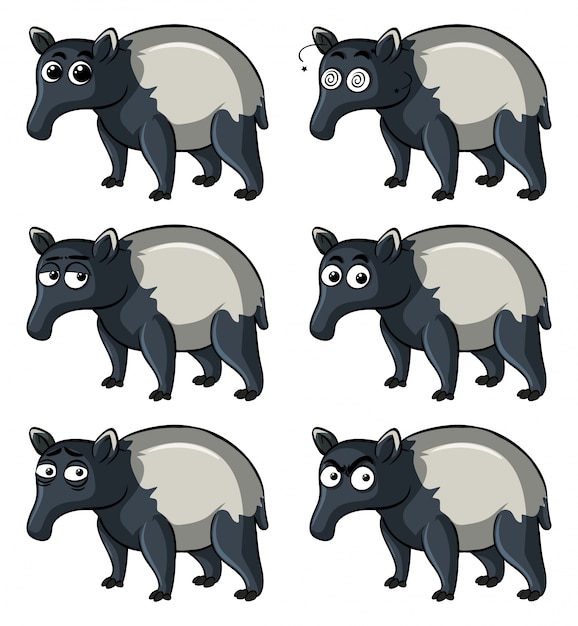 Tapir Avec Différentes émotions