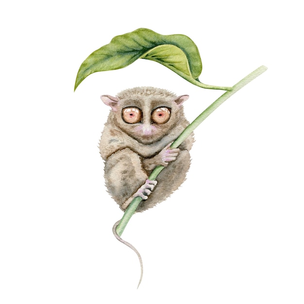 Vecteur tarsier sous une feuille élément d'illustration à l'aquarelle isolé sur fond blanc peintures dessinées à la main