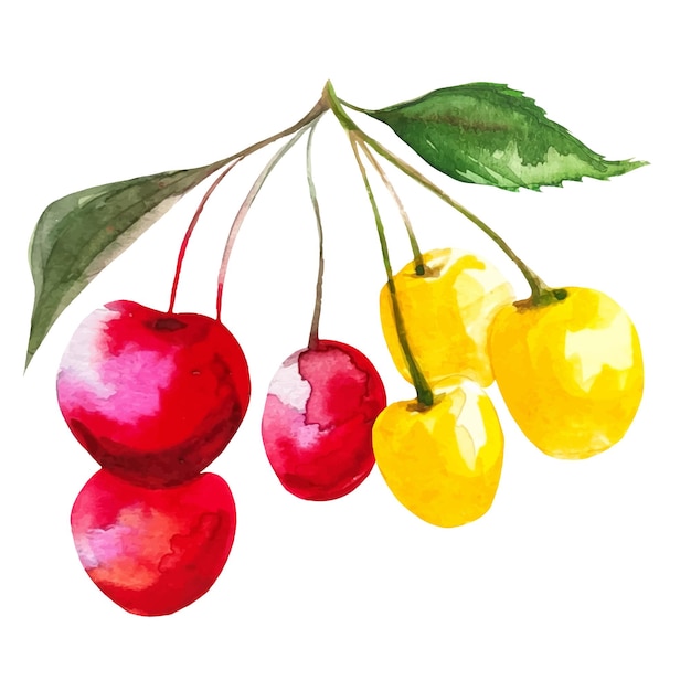 Un Tas De Cerises Rouges Et Jaunes Sur Une Branche Avec Des Feuilles Illustration Aquarelle De Fruits Sakura