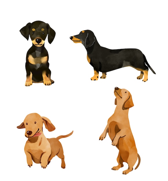 Chien Teckel Jouant Des Éléments D'illustration Vectorielle Set Plat Style Chiot  Accessoire Pour Animaux Domestiques. Clip Art Libres De Droits, Svg,  Vecteurs Et Illustration. Image 77679114