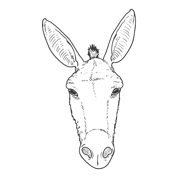 Tête d'âne de croquis de vecteur