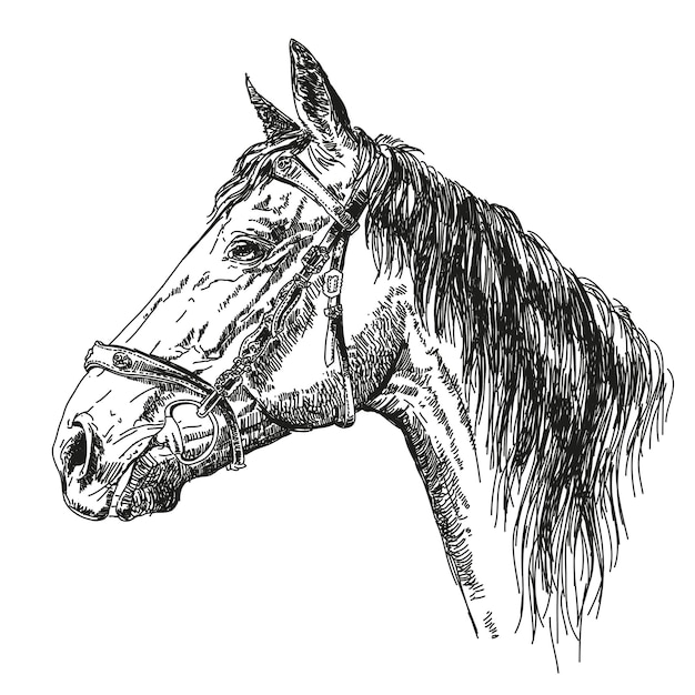 Tête de beau cheval avec bride de profil. Main de vecteur dessin illustration monochrome.