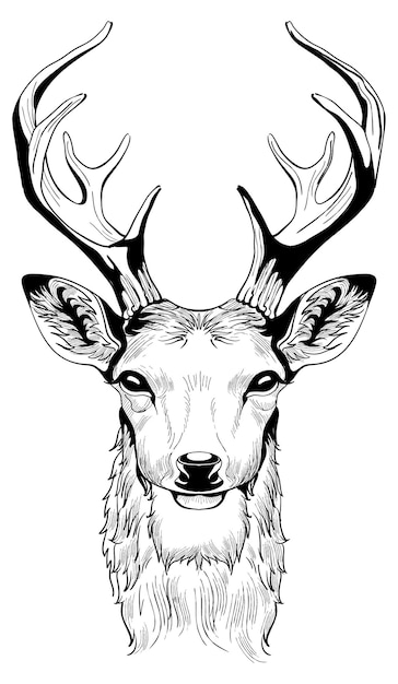 Vecteur tête de cerf avec des bois dessin de croquis vectoriel isolé sur fond blanc illustration animal de la nature