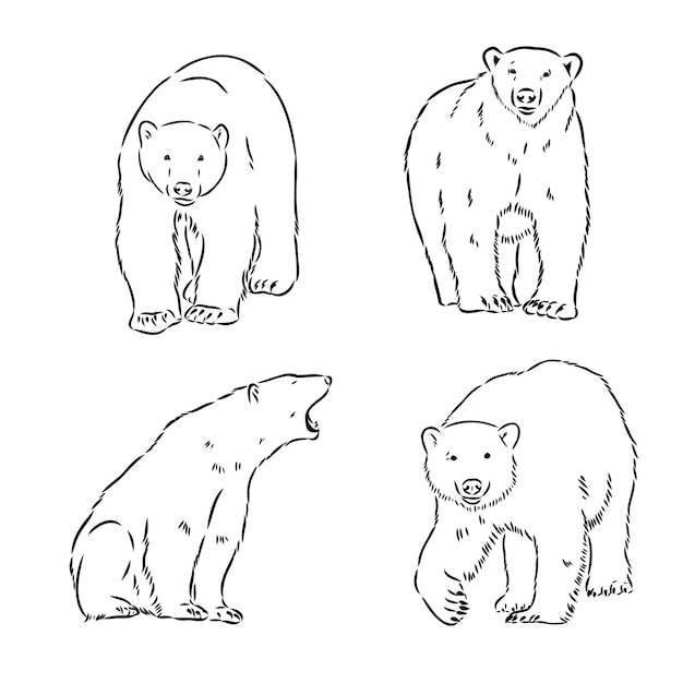 Tête De Croquis à La Main De L'illustration Vectorielle De L'ours Polaire