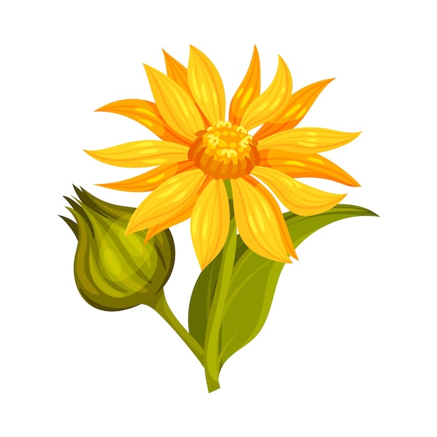 La Tête De Fleur D'arnica Jaune Ou Orange Avec De Longues Fleurs De Rayons Sur L'illustration Vectorielle De La Tige Verte