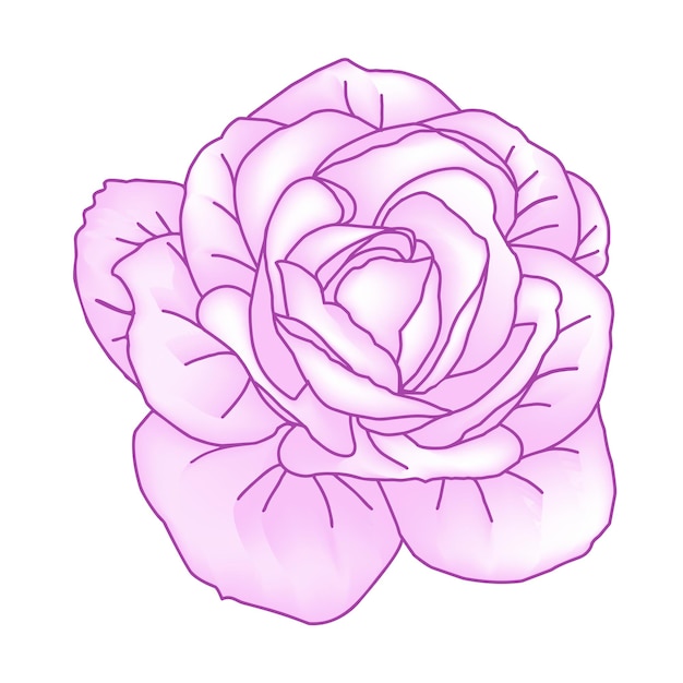 Tête de roses dessinée à la main en couleur rose pour l'emballage