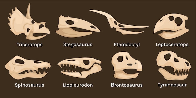 Tête De Squelette De Dinosaure Sertie D'icônes Isolées De Crânes Et D'os Avec Illustration Vectorielle De Légendes De Texte Modifiables