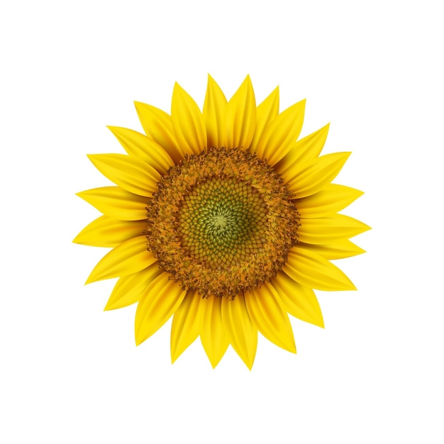 Tête de tournesol réaliste isolée vecteur 3d bouton floral rond avec des pétales jaunes et des graines à l'intérieur vue rapprochée Source de plante de jardin ou huile végétale Fleur mûre fraîche fleur naturelle symbole du soleil