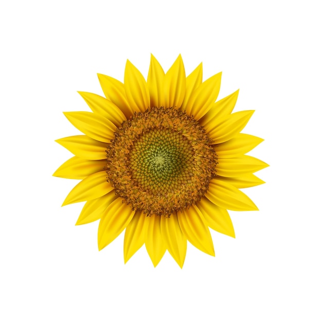 Vecteur tête de tournesol réaliste isolée vecteur 3d bouton floral rond avec des pétales jaunes et des graines à l'intérieur vue rapprochée source de plante de jardin ou huile végétale fleur mûre fraîche fleur naturelle symbole du soleil