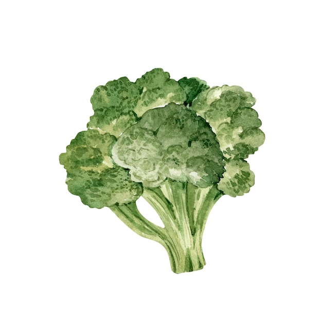 Tête Verte D'illustration Aquarelle De Brocoli De Chou