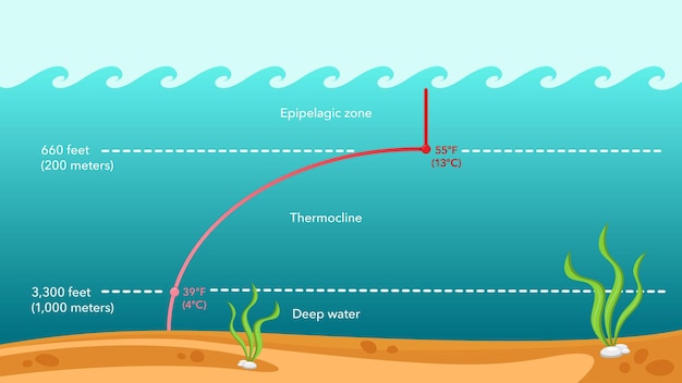 Thermocline Température De L'eau Illustration Vectorielle Infographie