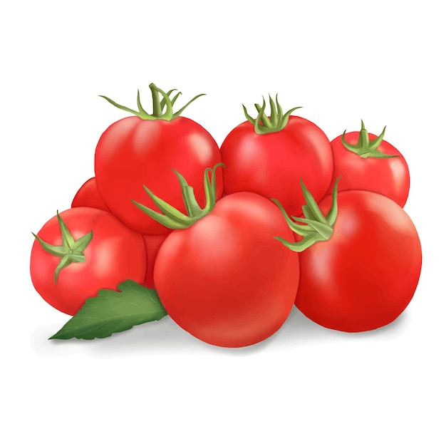 Vecteur thomas tomates peinture sur fond blanc