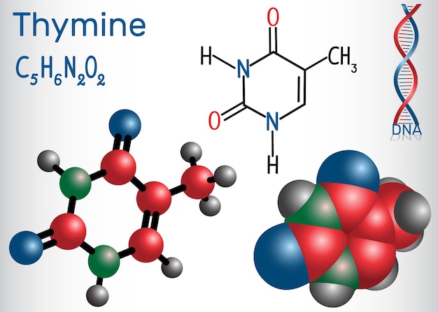 Thymine Thy pyrimidine nucléobase unité fondamentale du code génétique dans l'ADN et l'ARN