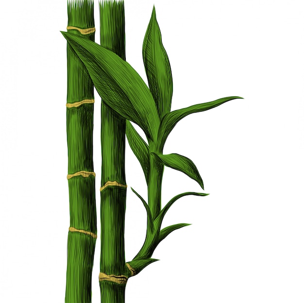 Tige Et Feuilles De Bambou