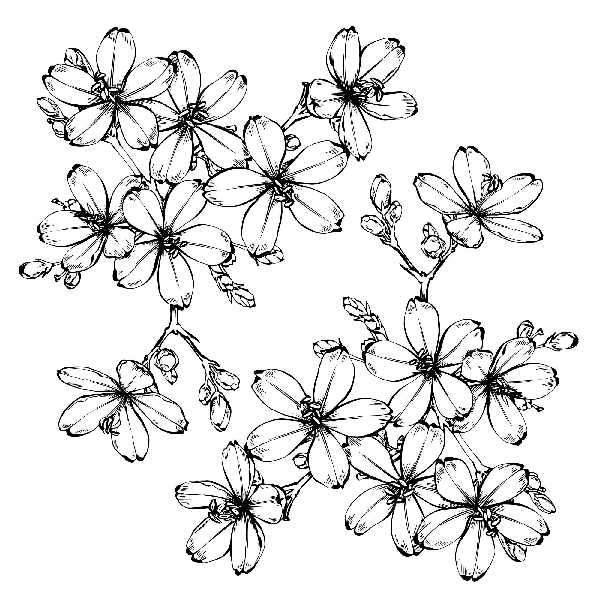 Fleurs à Dessiner Tige De Fleur De Jatropha épicée Avec Des Fleurs En Dessin Au Trait. Belle Main Isolée Dessinée. | Vecteur Premium