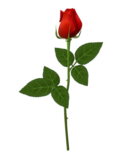 Tige long n fleur rose rouge isolé sur illustration vectorielle fond blanc
