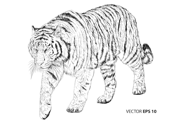 Vecteur tigre sur fond blanc.