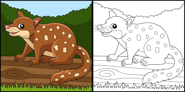 Tigre Quoll Animal Coloriage Page Illustration