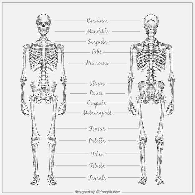 Vecteur tiré par la main système squelettique avec des noms
