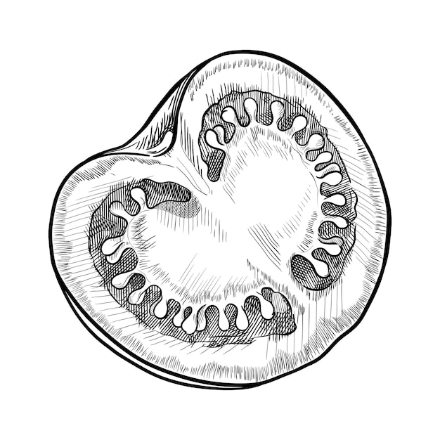 Tomate Coupée En Deux Hand Drawn Vector Illustration Isolé Sur Fond Blanc