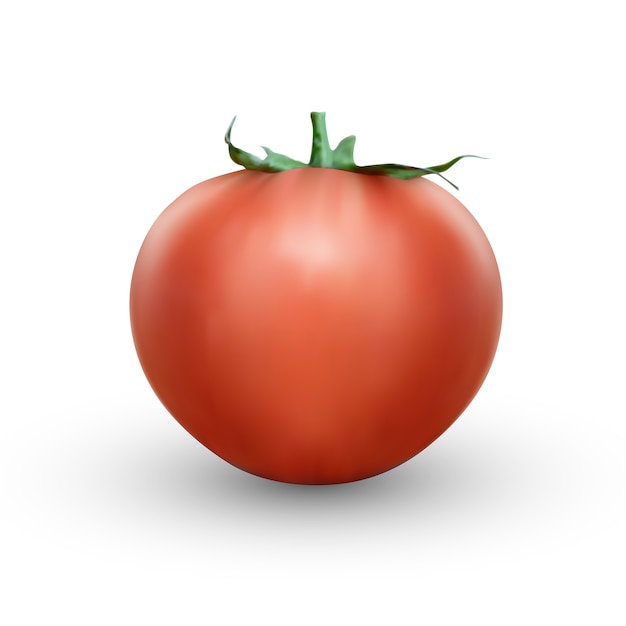 Tomate Réaliste Sur Fond Blanc. Tomate Juteuse Fraîche Réaliste Avec Illustration De Brindille Verte