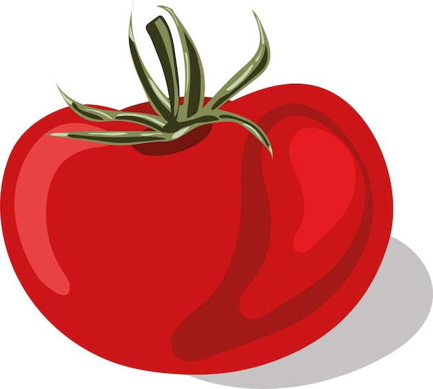 Tomate Rouge Sur Fond Blanc Image Vectorielle Illustration