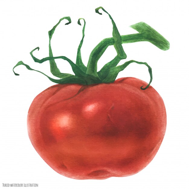 Tomate Rouge Fraîche, Aquarelle