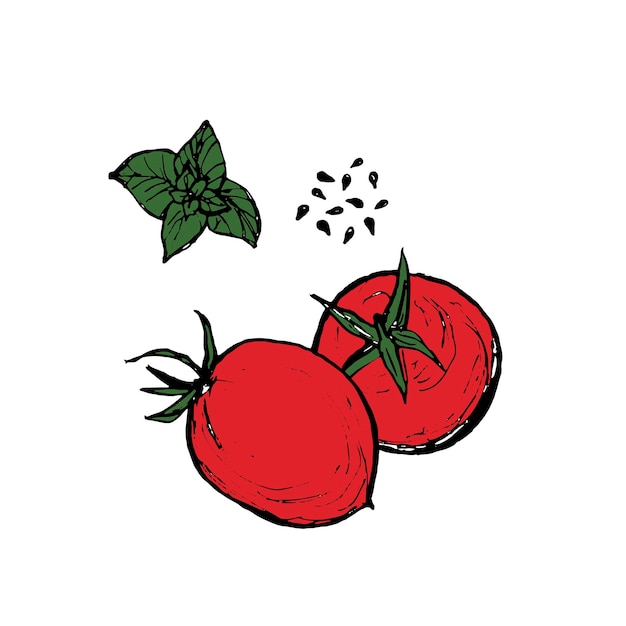 Tomates Basilic Et Graines De Sésame Noir Croquis Dessiné à La Main Illustration Vectorielle Isolée Sur Des Tomates Cerises Blanches Pour Le Menu Et La Cuisine