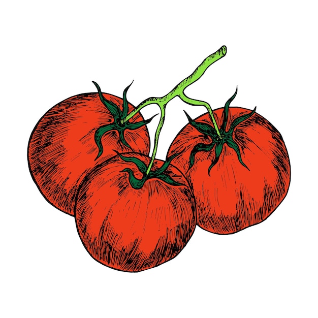 Tomates Mûres Rouges Sur Une Branche En Surbrillance Sur Fond Blanc étiquette Dessinée à La Main De Légumes Frais Pour Le Marché Aliments Biologiques Illustration Vectorielle De Style Plat De Bande Dessinée Pour Votre Conception Web