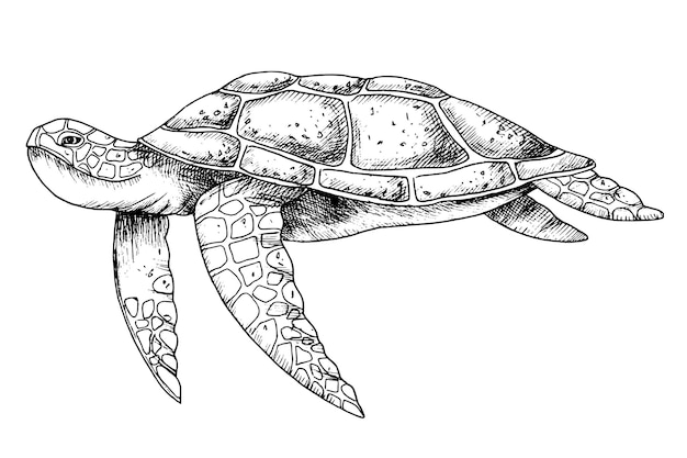 Tortue de mer Illustration vectorielle dessinée à la main de tortue sous-marine sur fond isolé dans les grandes lignes