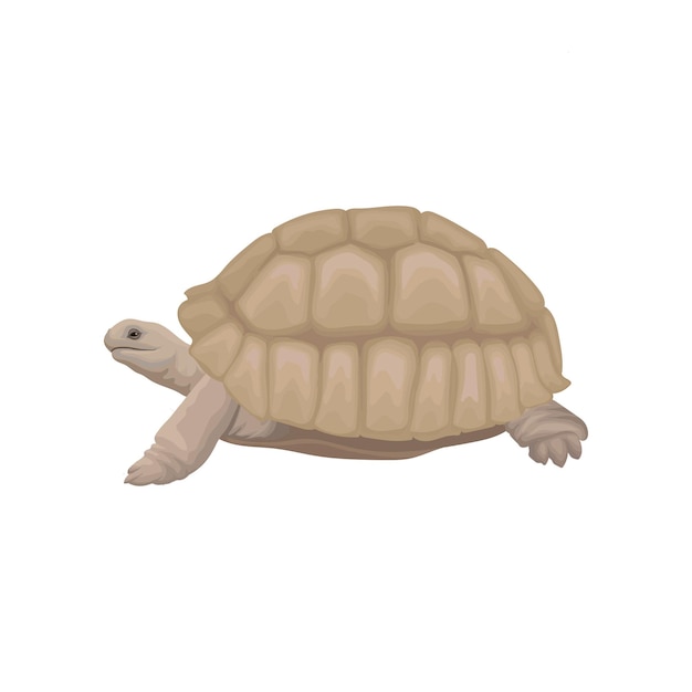 Tortue de mer vecteur animal sauvage Illustration sur fond blanc