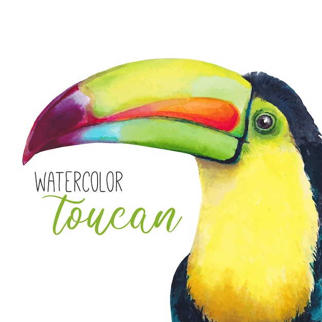 Toucan Aquarelle Lumineux. Illustration Tropicale