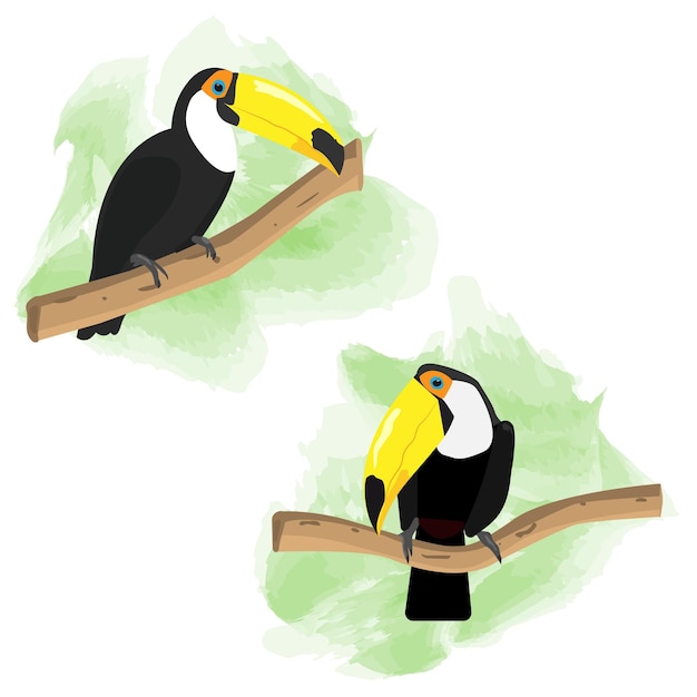 Vecteur toucan assis sur un vecteur d'oiseau de branche isolé