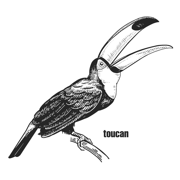 Toucan oiseau tropical réaliste sur la branche Graphiques en noir et blanc