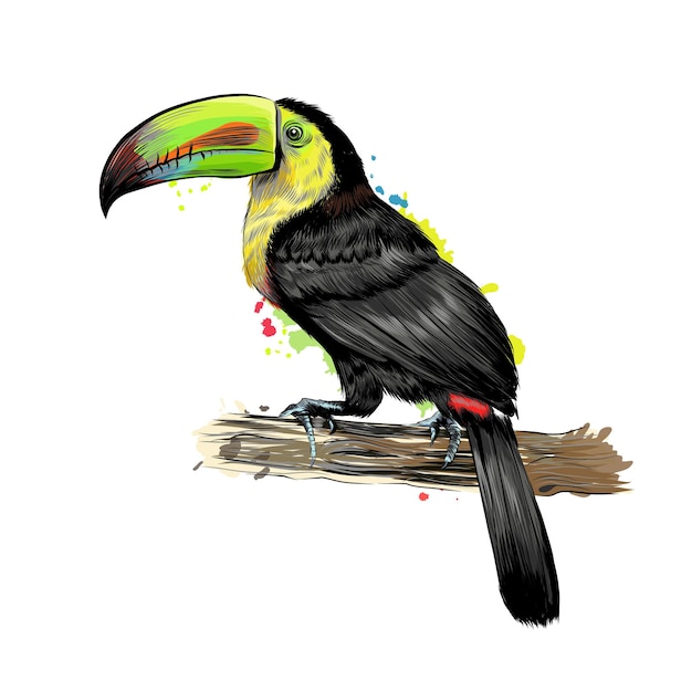 Toucan, Oiseau Tropical D'une Touche D'aquarelle