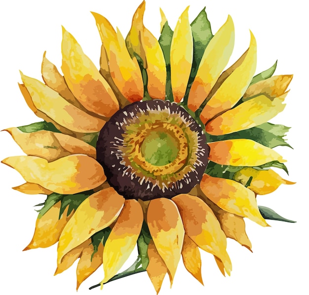 Tournesol Aquarelle Isolé Sur Fond Blanc Arrangements Floraux Aquarelles