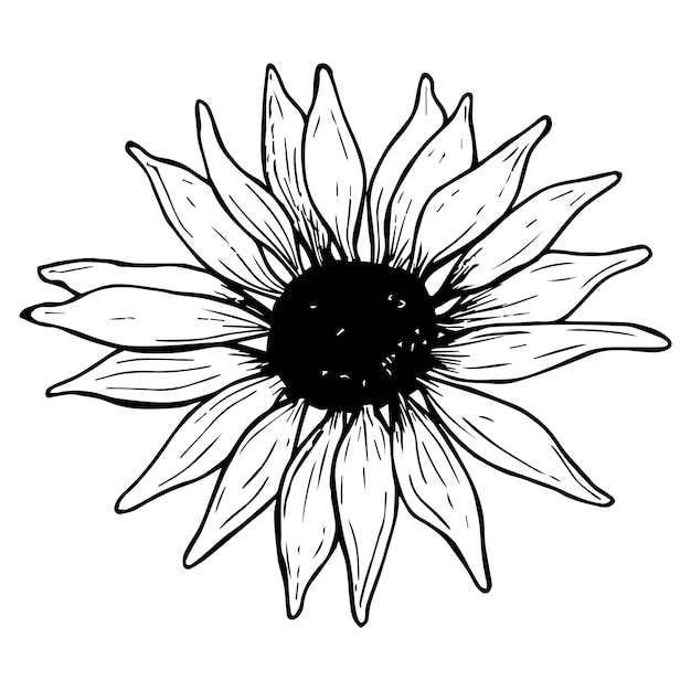 Tournesol en fleurs dessiné à la main