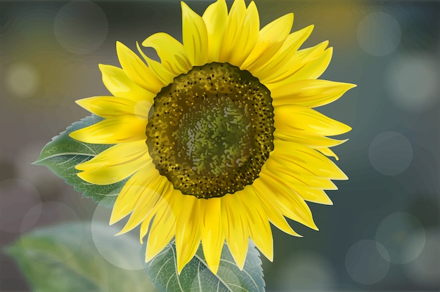 Vecteur tournesol avec des graines