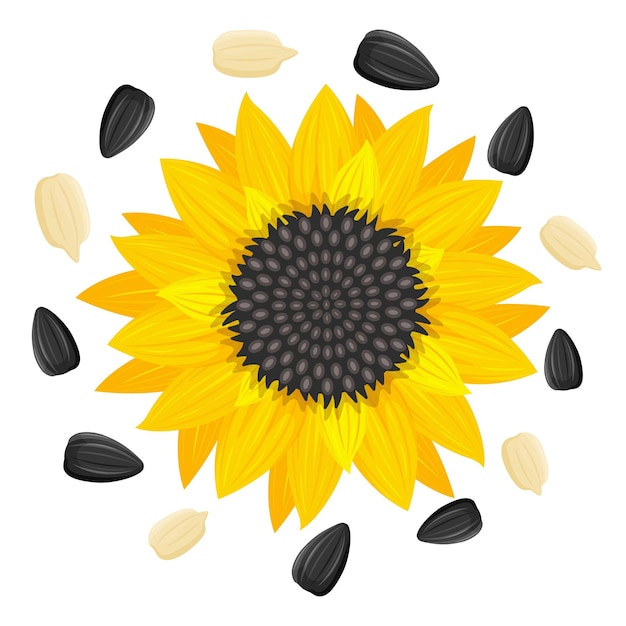 Tournesol Jaune Et Graines De Tournesol Illustration Vectorielle Isolée Sur Fond Blanc, Style Plat.