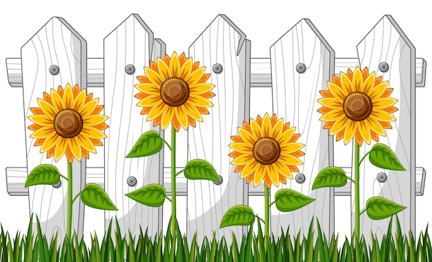 Tournesols Dans Le Jardin Avec Clôture En Bois