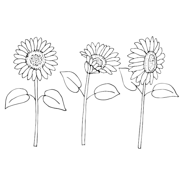 Tournesols Set Vector Illustration, Dessin à La Main Doodles