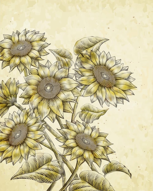 Tournesols De Style Rétro Gravure Sur Bois