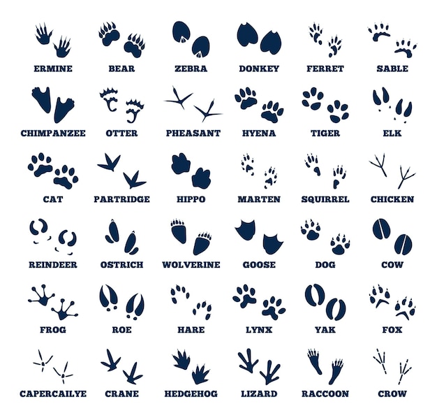 Traces d'animaux Empreinte animaux piste d'oie Sentier noir isolé de pattes de faune sauvage de la forêt Différentes empreintes naturelles de wapiti oie ours ensemble de vecteurs récent