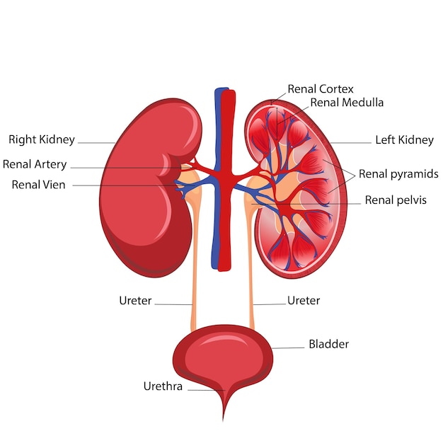 Vecteur trait urinaire avec anatomie rénale