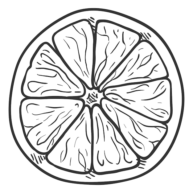 Tranche D'agrumes De Croquis De Vecteur