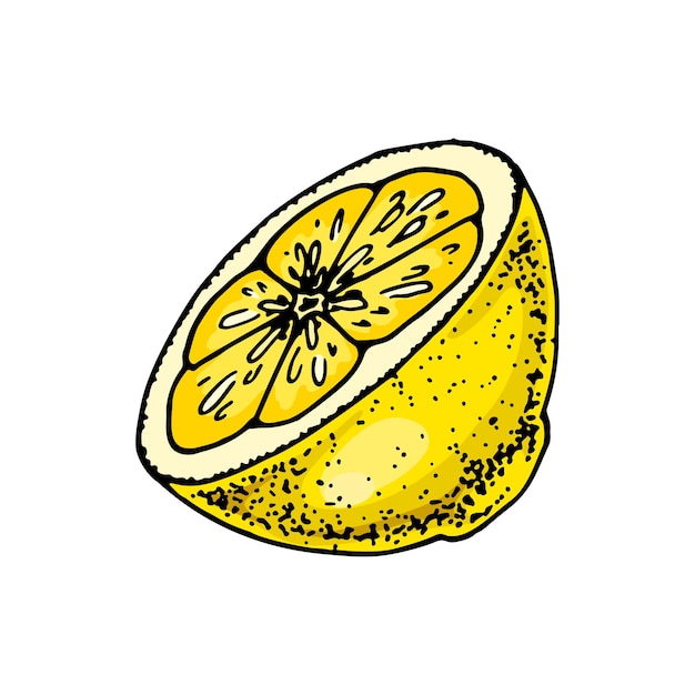 Tranche de citron Illustration vectorielle colorée dessinée à la main dans le style de croquis