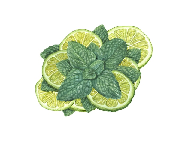 Vecteur des tranches de citron vert mûr, une branche de menthe verte, une herbe de fruit d'agrumes, une illustration à l'aquarelle botanique.