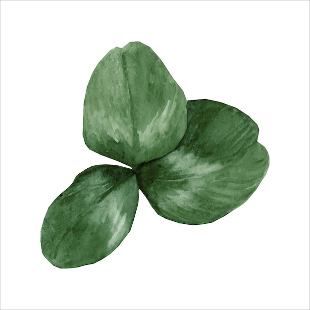 Trèfle à trois feuilles pour la Saint-Patrick Illustration dessinée à la main à l'aquarelle