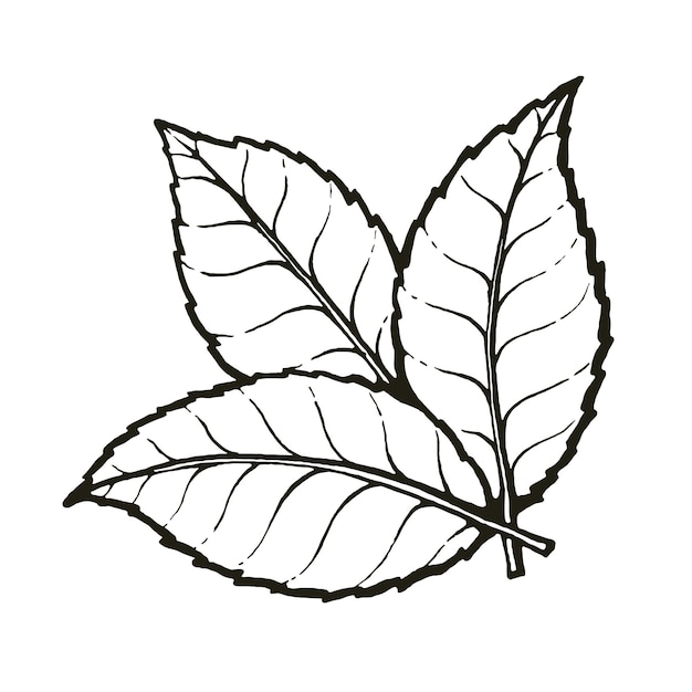 Trois Feuilles De Thé Ou De Menthe Croquis Dessinés à La Main Illustration Vectorielle De Contour