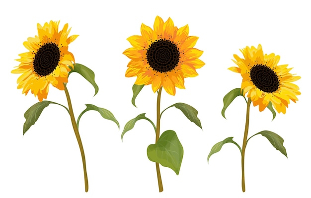 Trois fleurs de tournesol fleurs orange d'automne isolées sur fond blanc